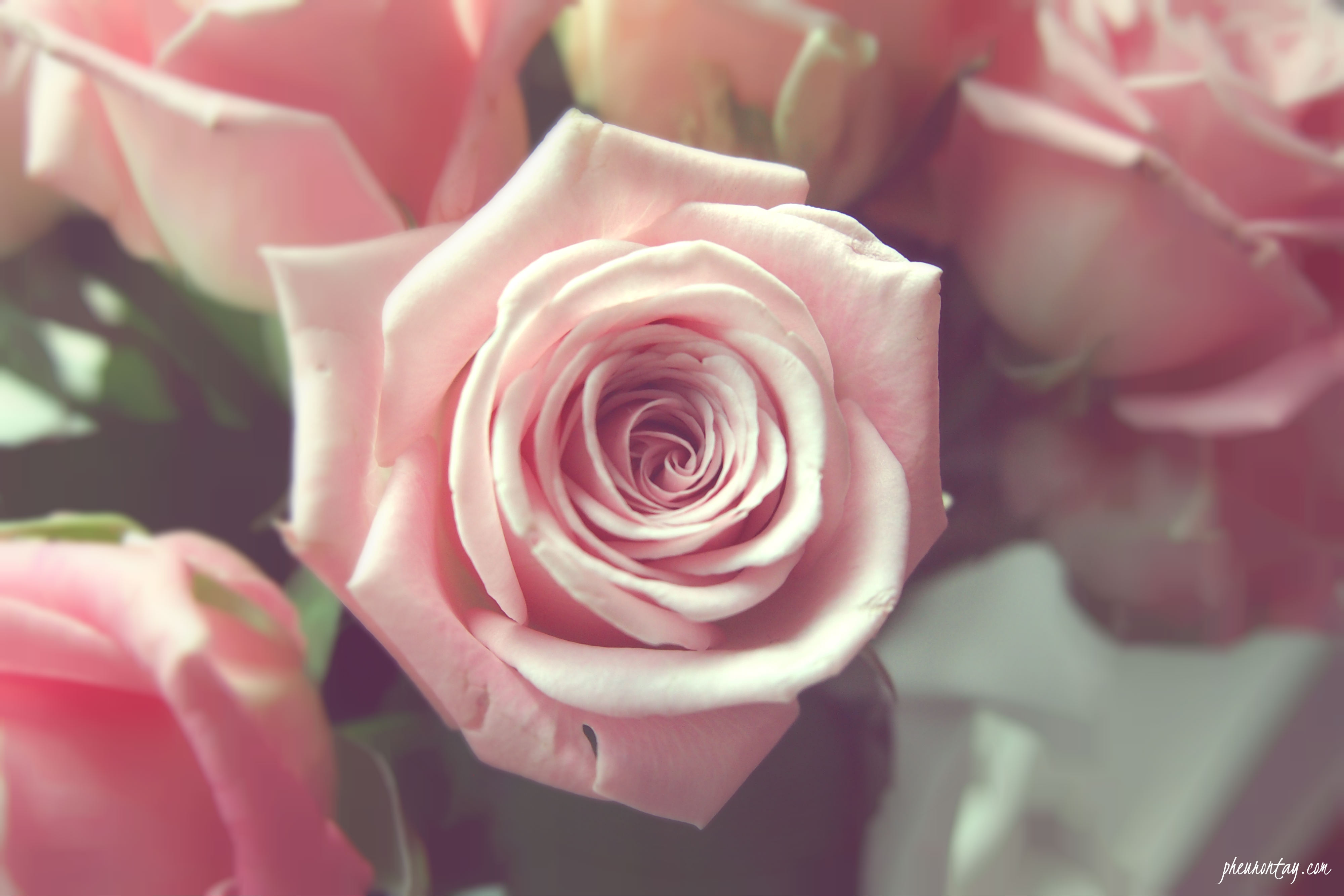 Pale Pink Roses | Pheuron Tay: Singapore Lifestyle &amp; Travel Blog Since 2013